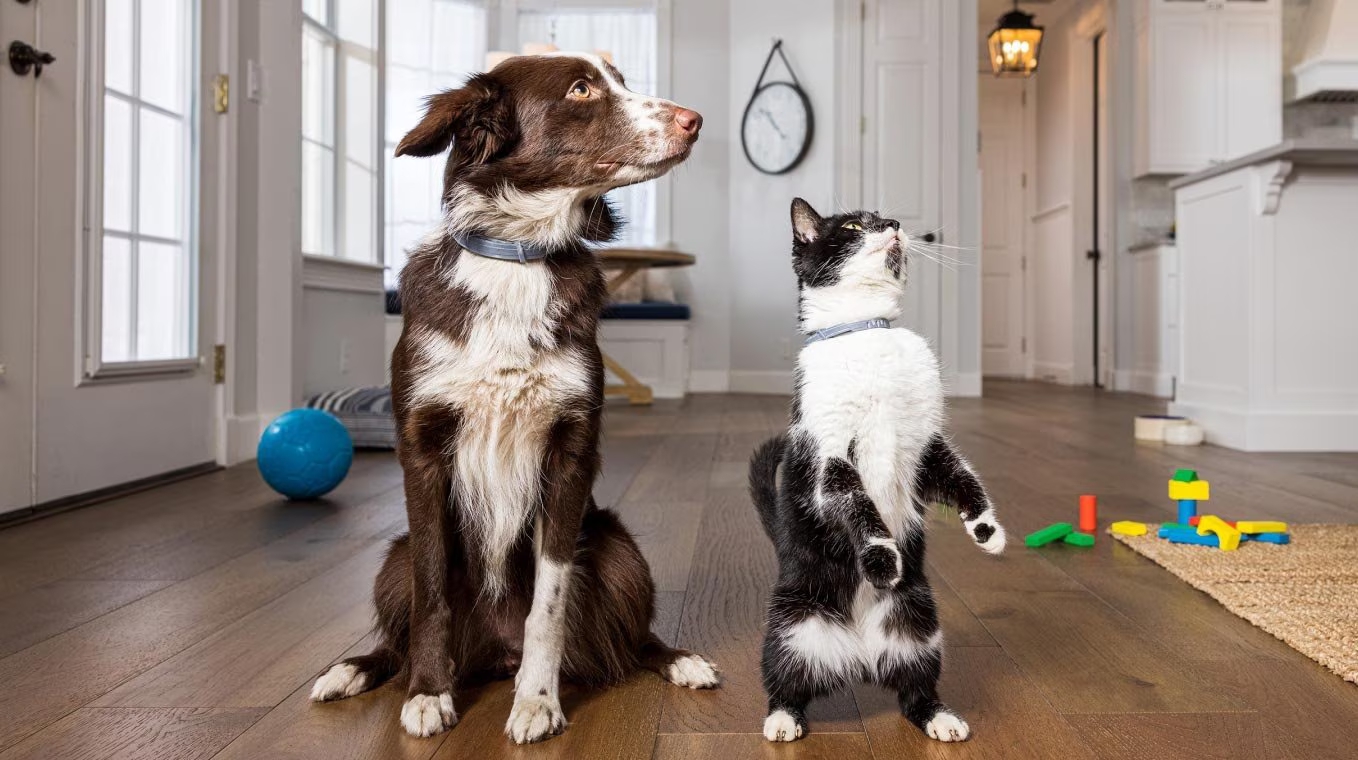 Cane e gatto felici - Ribes Pet integratori nutrizionali
